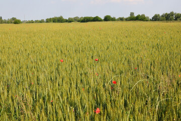 wheat field with not yet ripe ears and in the Plain
