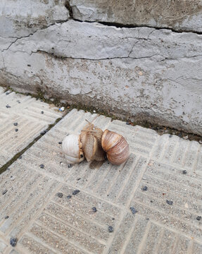 Sexy dance of mating grape snails on the concrete slabs of the steps.