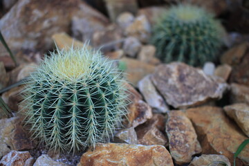 cactus in the garden