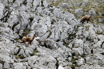 Picinisco, Italy - June 2, 2021: The chamois of the Abruzzo Lazio and Molise National Park near Passo dei Monaci