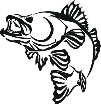 illustration of a fish