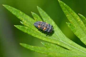 ナナホシテントウの幼虫