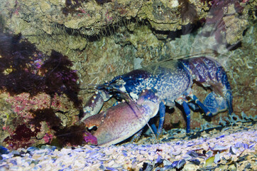 PECES SUBMARINISMO BUCEO ACUARIO