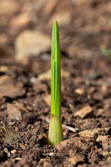 Garlic Sprout emerged from the garden bed, home produce from the backyard vegetable patch.