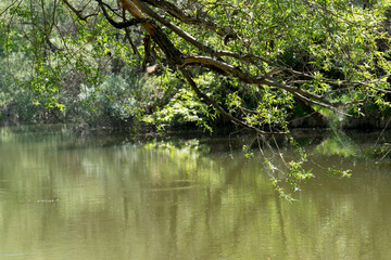 Fototapeta na wymiar Pond and water pollution in greenery