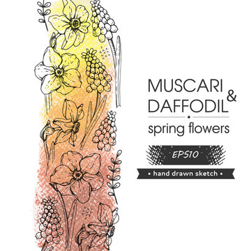 Background with Spring flawers, daffodils and muscaries. Detailed hand-drawn sketches.