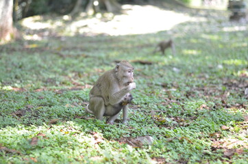 monkey bring her kid or baby while finding a food