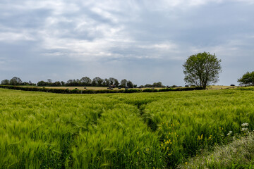 A Rural Sussex Farm Landscape with a Wheat Field
