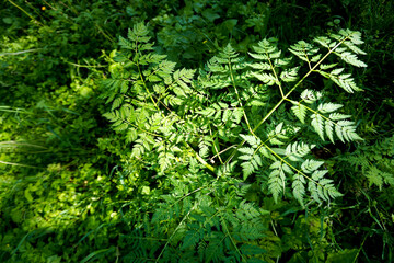 Wild and high grass in the forest