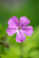 Fototapeta premium łąka