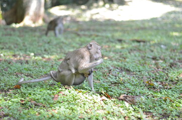 monkey bring her kid or baby while finding a food