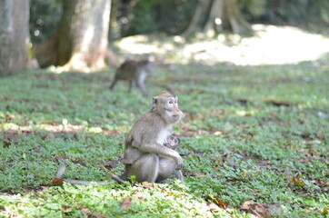 monkey bring her kid or baby while finding a food
