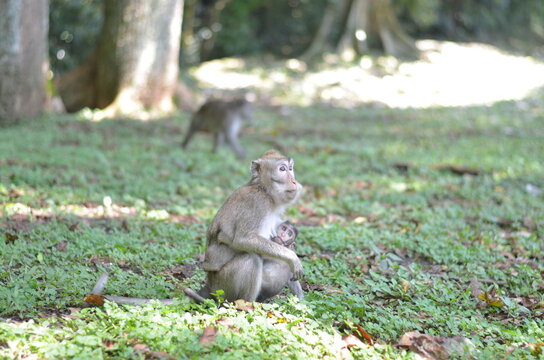 monkey bring her kid or baby while finding a food