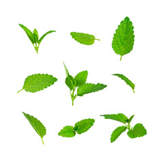 Collection of fresh green leaves of mint, lemon balm, melissa, peppermint isolated on white background. Mint leaf texture, pattern. Spearmint herbs. Tea ingredient. Ecology natural layout for design