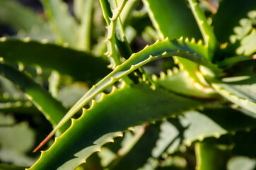 menton francia vegetación