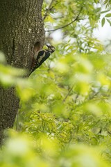 Great spotted woodpecker with worms in its beak feeding young. Great spotted woodpecker waiting by tree cavity with young leaves around.