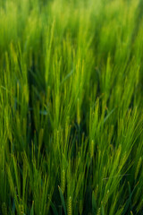 Fototapeta na wymiar green rye fields, shallow depth of field, nature spring background