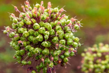Chive flowers blossom macro photography. Head of blooming garlic. Beautiful backdrop of healthy food in nature. Planting garlic, close-up picture.