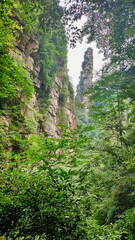 The sandstone pillars. Mountains in the national park Wulingyuan. Trees on rocks. Zhangjiajie. UNESCO World Heritage Site. China. Asia