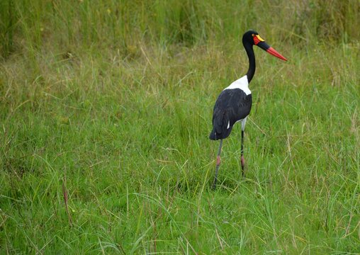 Saddle Billed Stork