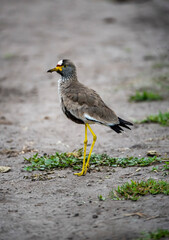 African wattled Lapwing