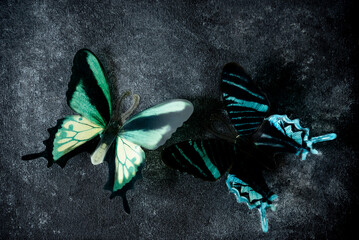 butterfly on dark background low key 