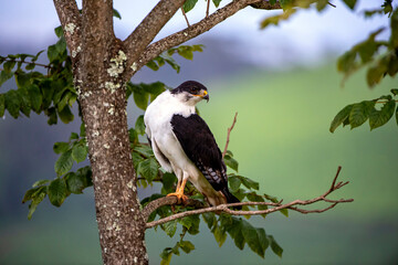 Augur buzzard