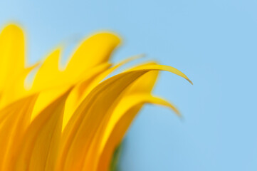 Beautiful fresh yellow sunflower macro shooting. Sunflower blooming Close-up. Sunflower on blue sky background. Flower card wallpaper. Harvest time, agriculture, farming. Yellow flower petals seeds