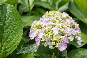 アジサイ 紫陽花 あじさい 梅雨 美しい 綺麗 雨 幻想的 パステル 葉っぱ 緑 癒し 自然 6月