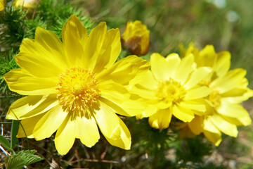 Yellow flowers Adonis vernalis on green field