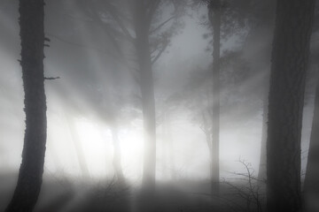 Mist dark forest with pine trees