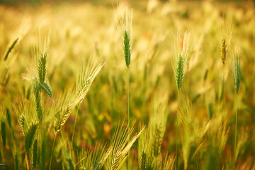 Field of grass on sunset. Nature background