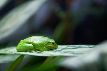 Green tree frog