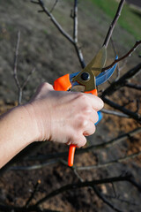 Gardening. Pruning a fruit tree in spring. Female hands with pruning shears carry out garden pruning. Close-up on hands and tool.