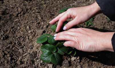 Female hands spread green leaves of a strawberry bush after wintering. Gardening. Close-up on hands and plant. Woman weeding the strawberry patch in garden