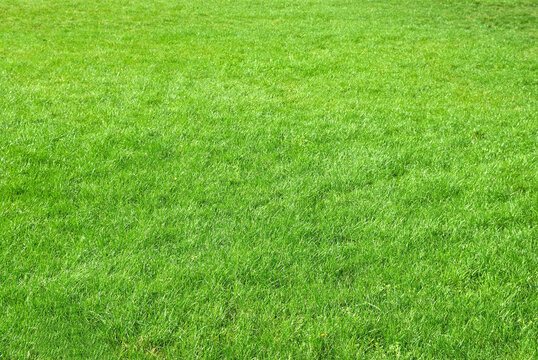 Green grass texture can be used for nature background © Pavlo Vakhrushev