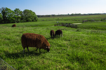 sheep in the field