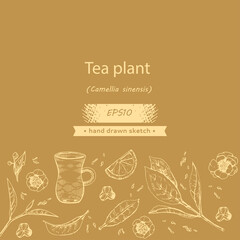 Detailed hand-drawn sketch tea plant and cooking tools.