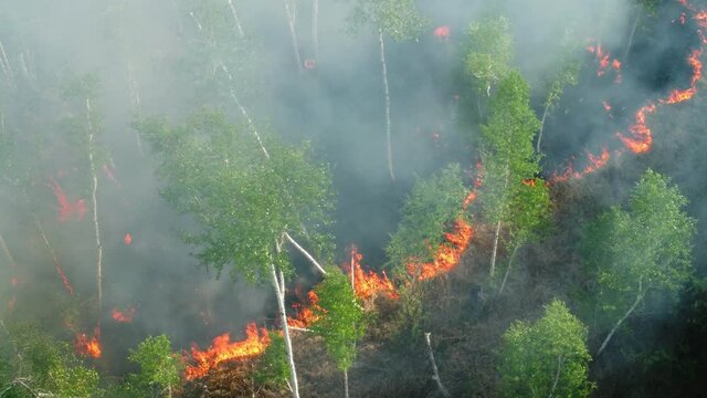 top view of a fire erupted in the forest. forest wid fire, aerial view. burning dry grass and trees. natural disaster in forest, in dry season