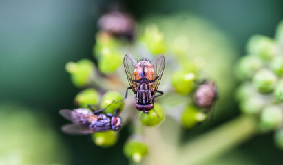 beautifull 
autumn fly ( Musca autumnalis ) on an ivy flower 