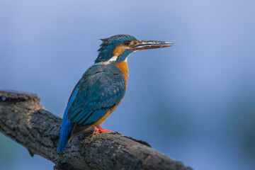Kingfisher