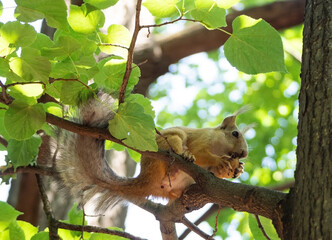 charming red squirrel sits on a tree and nibbles a nut