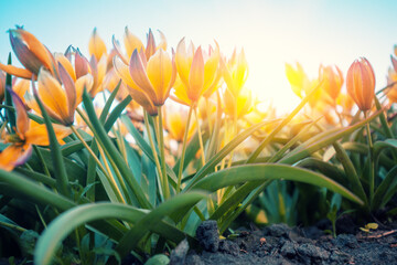 Blooming Tulips Tarda (Tulipa tarda) in purple light in spring. Bottom view. Nature background