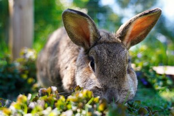 Hase