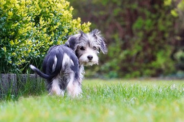 Hund