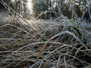 grass in the snow