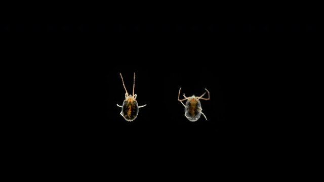 Clover mite Genus Bryobia under a microscope, family Tetranychidae. It feeds on plants and is considered a pest. Red, possibly Bryobia praetiosa