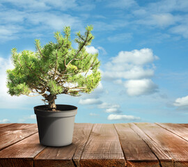 Beautiful bonsai tree in pot on wooden table against blue sky, space for text