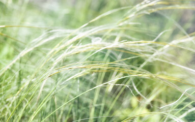 Nature background with wildgrass under sunlight. Selective focus. Plant background.