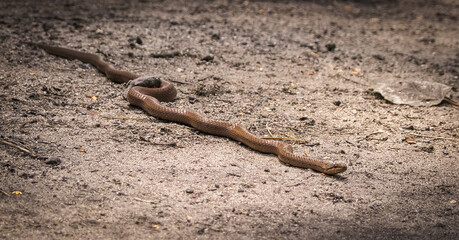 Smooth snake (Coronella austriaca) basking in the sand.